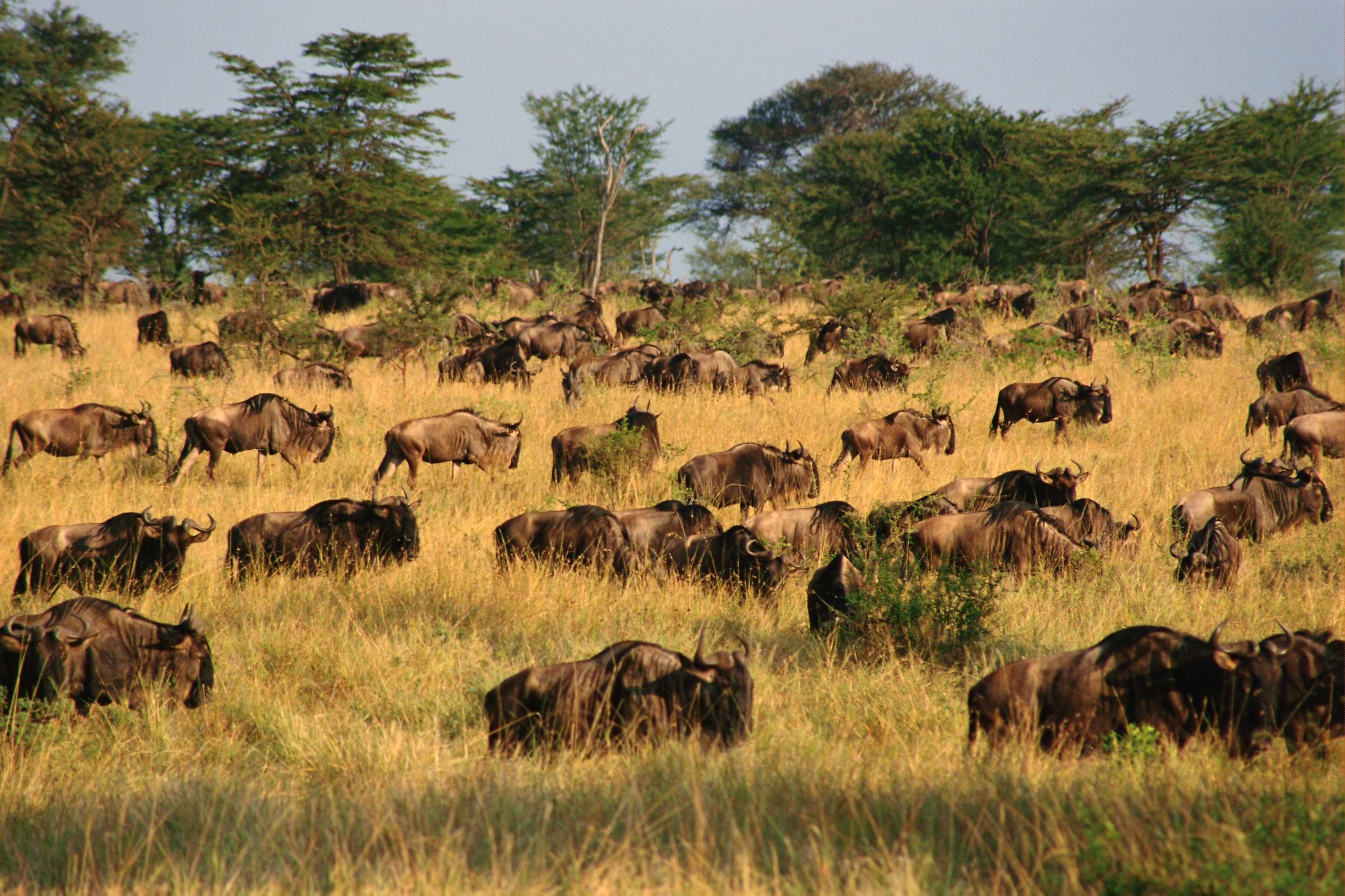 антилопы гну скачать