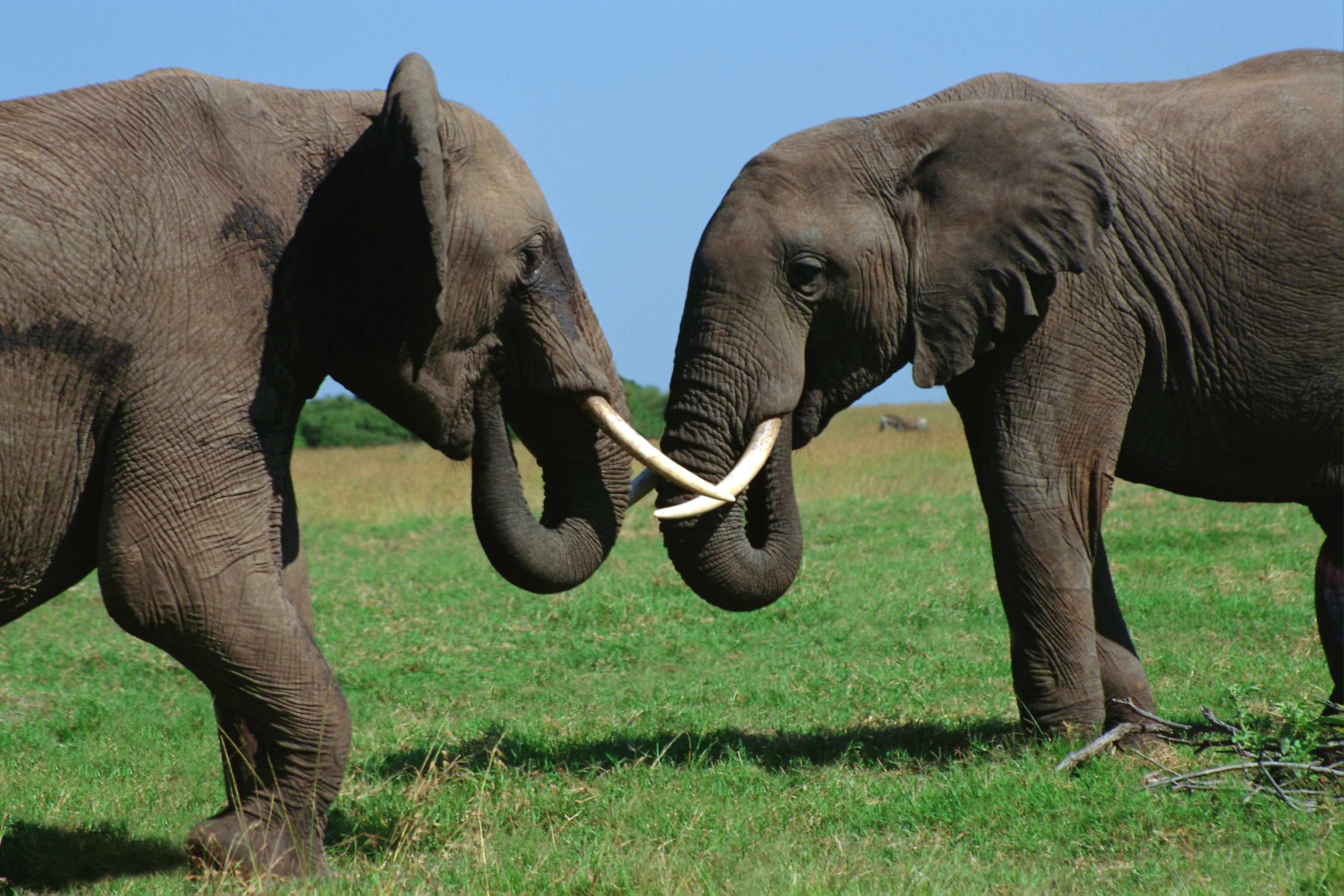 природа, слоны, дружба загрузить